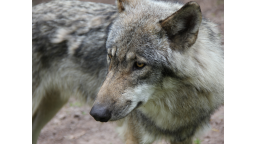 04_M175_Wolf.png